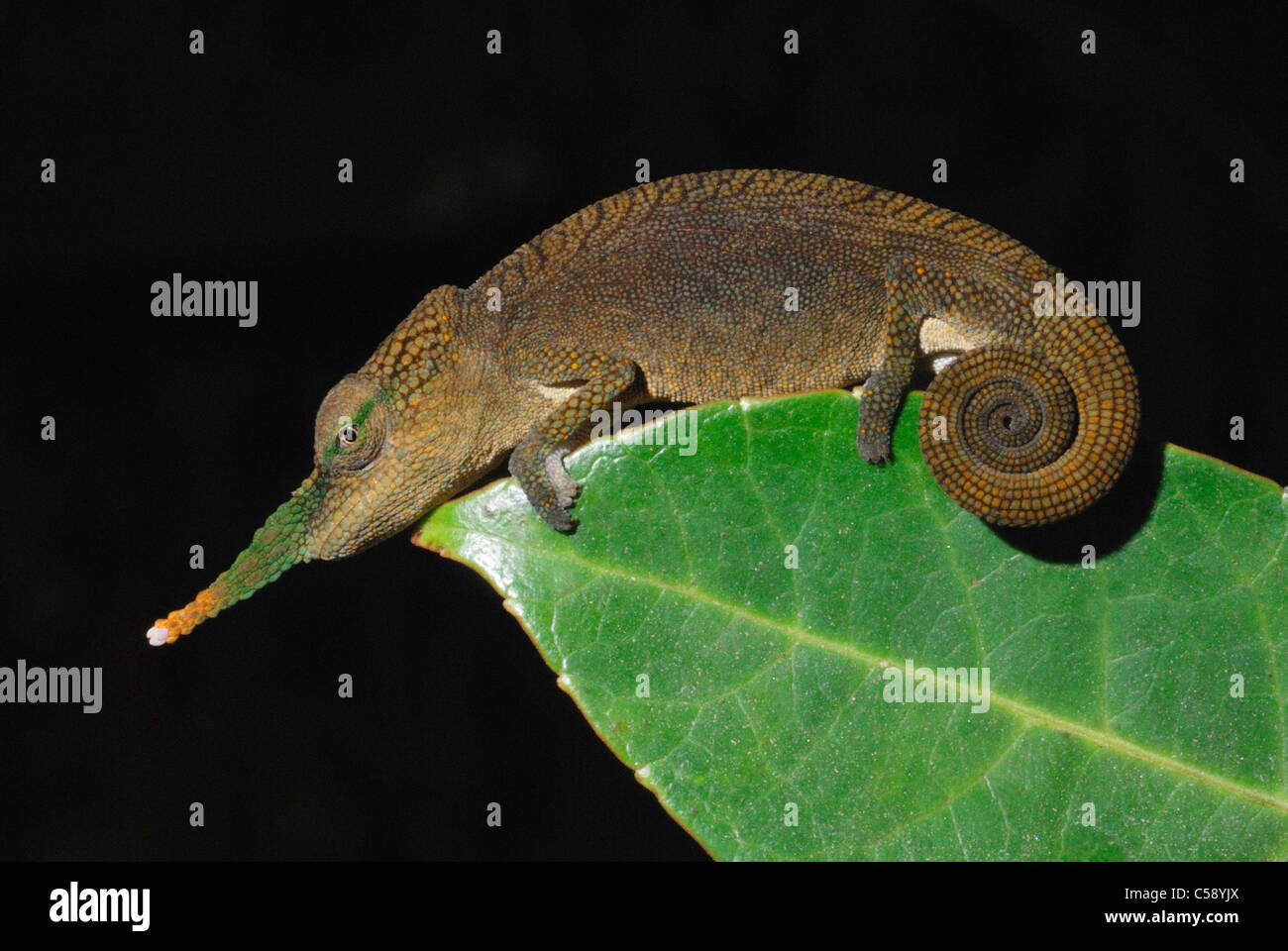 Homme Lance-nosed Caméléon Calumma (gallus) dans la forêt tropicale de Ambavaniasy, est de Madagascar. Août 2010. Banque D'Images