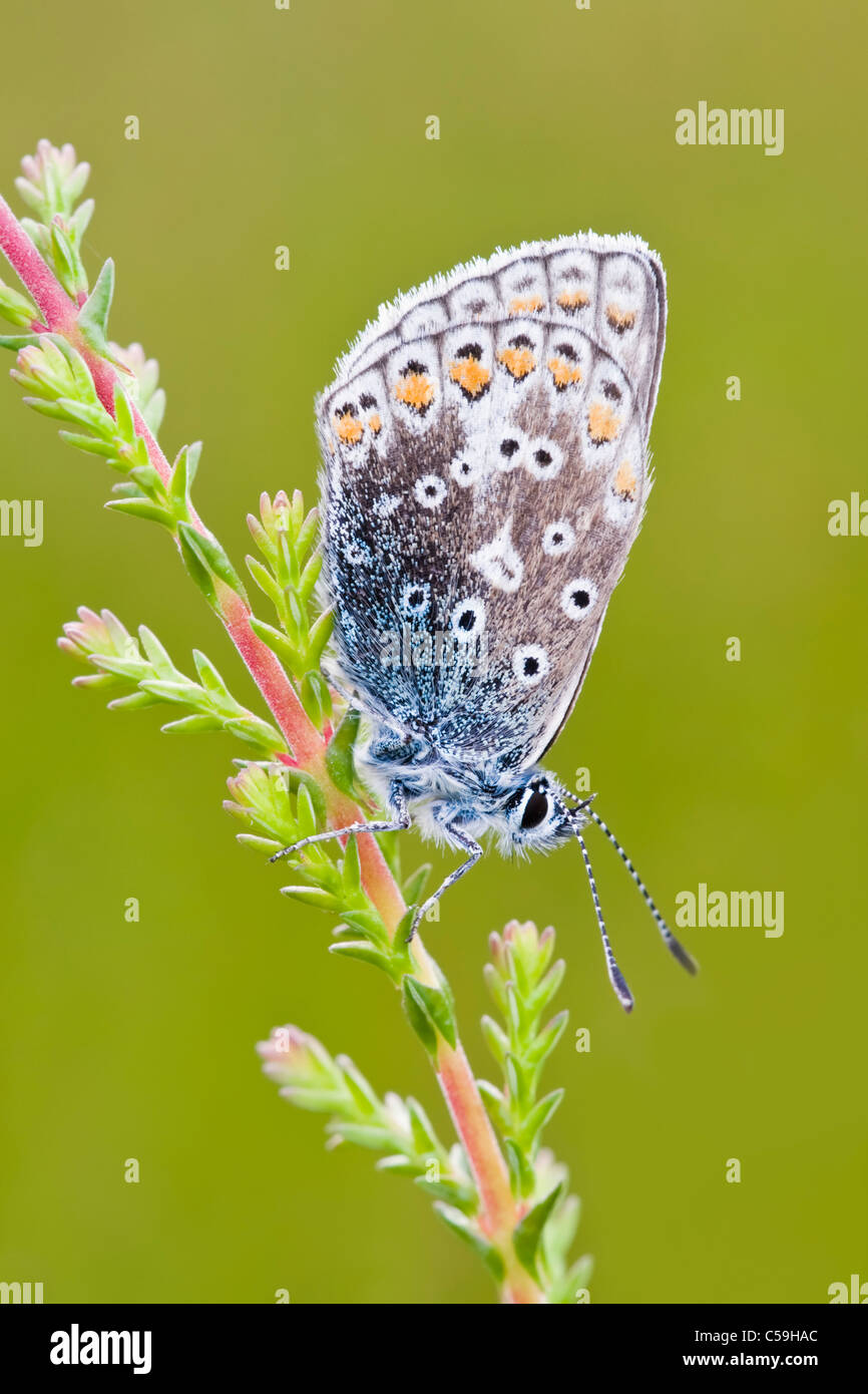 Papillon Bleu commun reposant sur tige de la plante Banque D'Images
