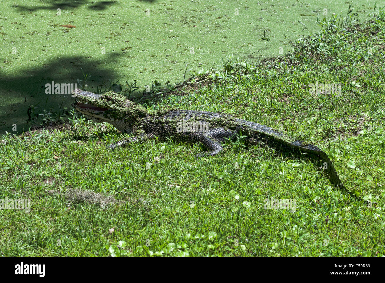 Les marécages de la rivière Atchafalaya, près de McGee's Landing, Louisiana Banque D'Images