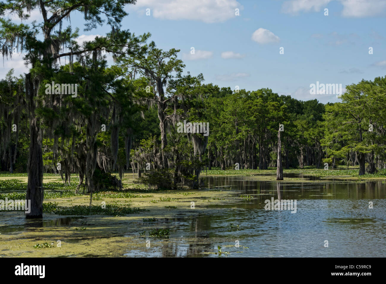 Les marécages de la rivière Atchafalaya, près de McGee's Landing, Louisiana Banque D'Images