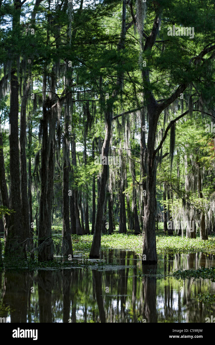 Les marécages de la rivière Atchafalaya, près de McGee's Landing, Louisiana Banque D'Images