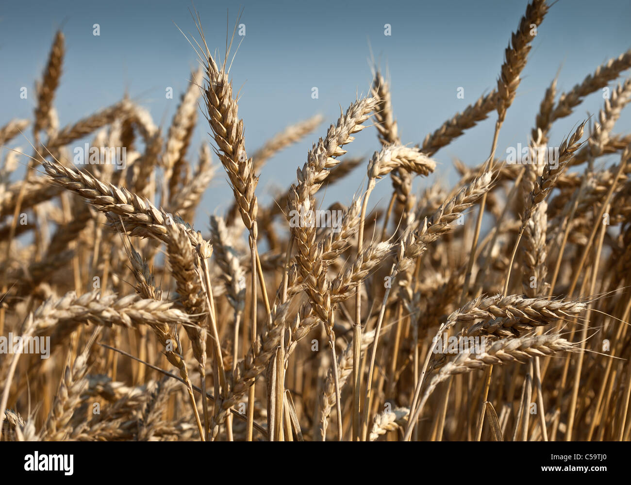 Champ de blé Banque D'Images