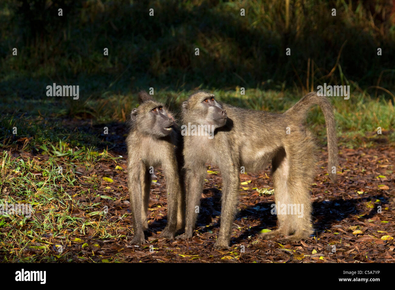 Babouins Chacma Banque D'Images