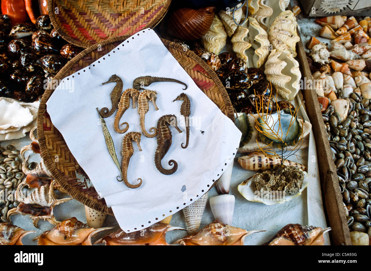 Les hippocampes et les coquillages en vente à Dar Salaam e marché , en Tanzanie. Banque D'Images