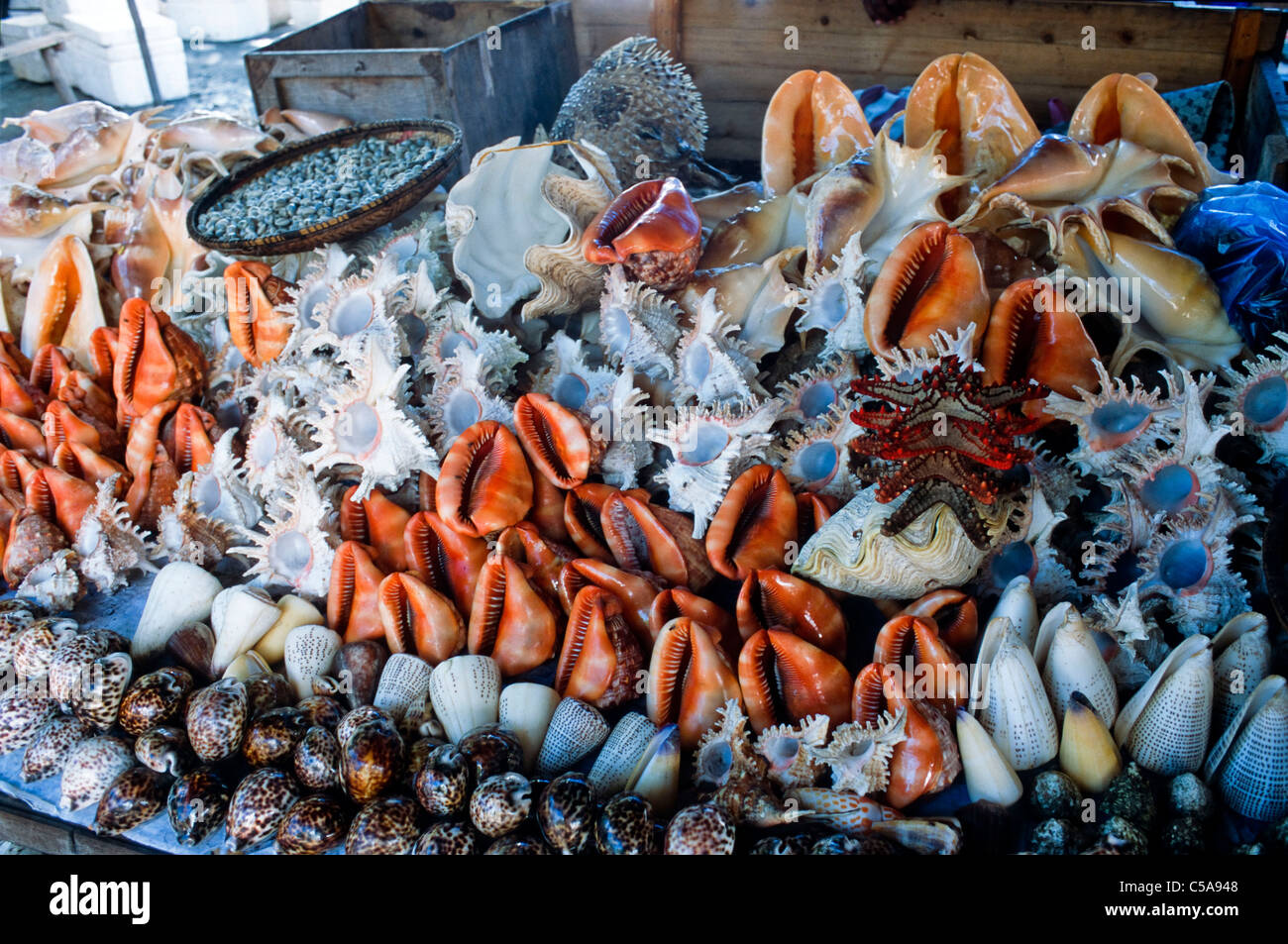 De rares coquilles de mer en vente dans Dare Salaam , marché de la Tanzanie. Banque D'Images