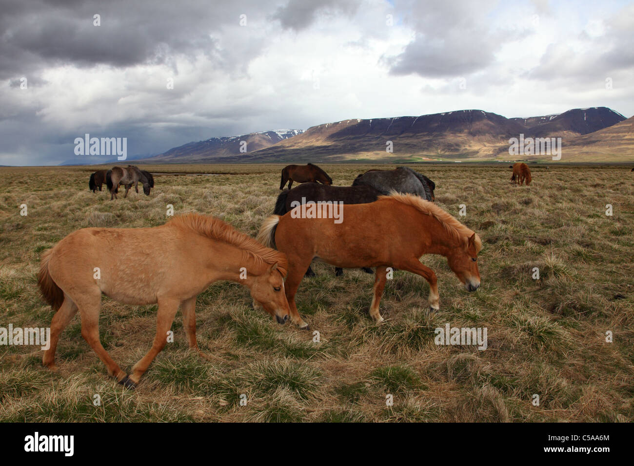 Chevaux Islandic, Islande pony (Equus przewalskii f. caballus) et les montagnes. L'Islande, de l'Europe Banque D'Images