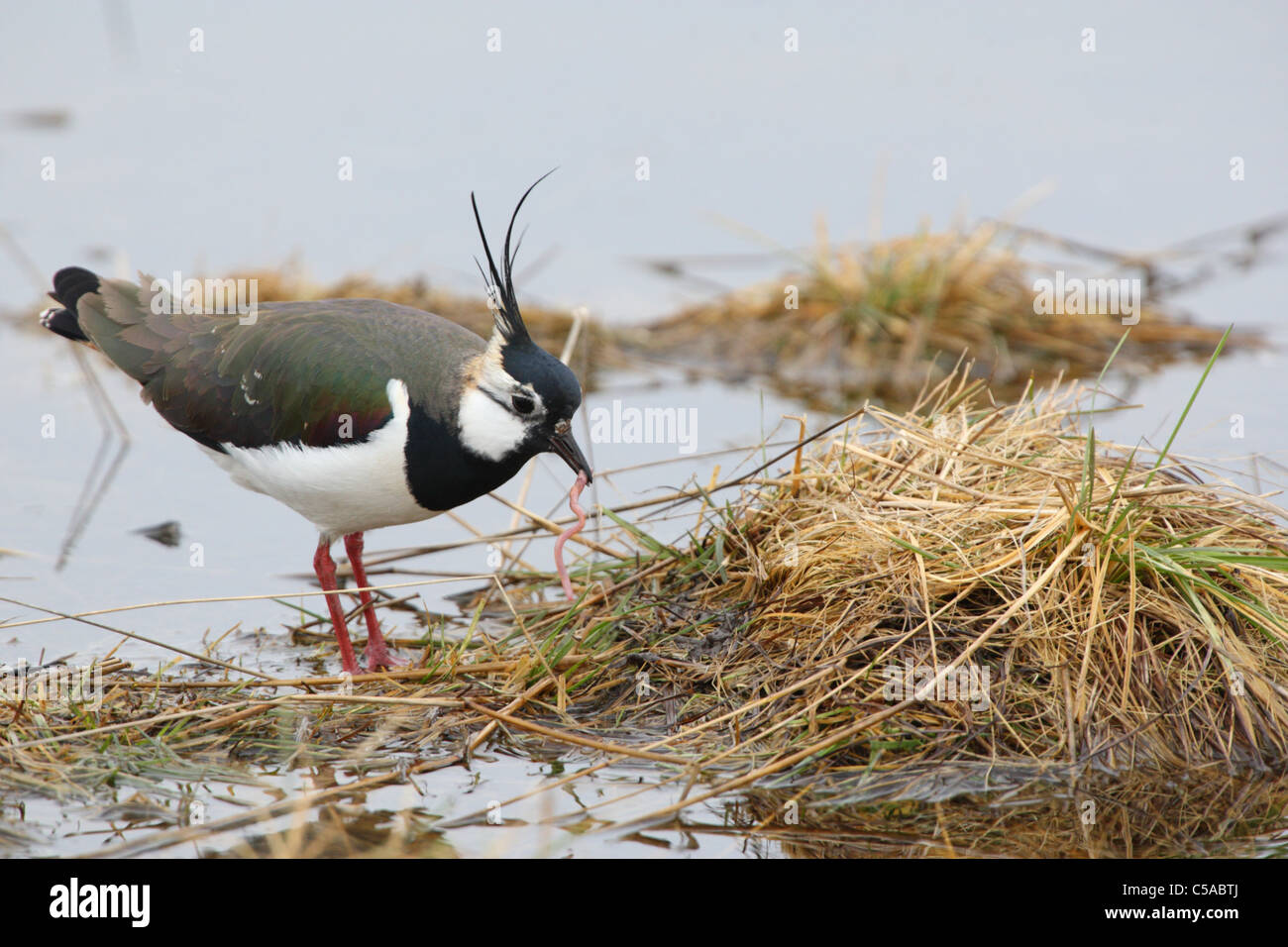 Le nord de sociable (Vanellus vanellus) avec un ver. L'Europe Banque D'Images Le nord de sociable (Vanellus vanellus) avec un ver. L'Europe Banque D'Images
