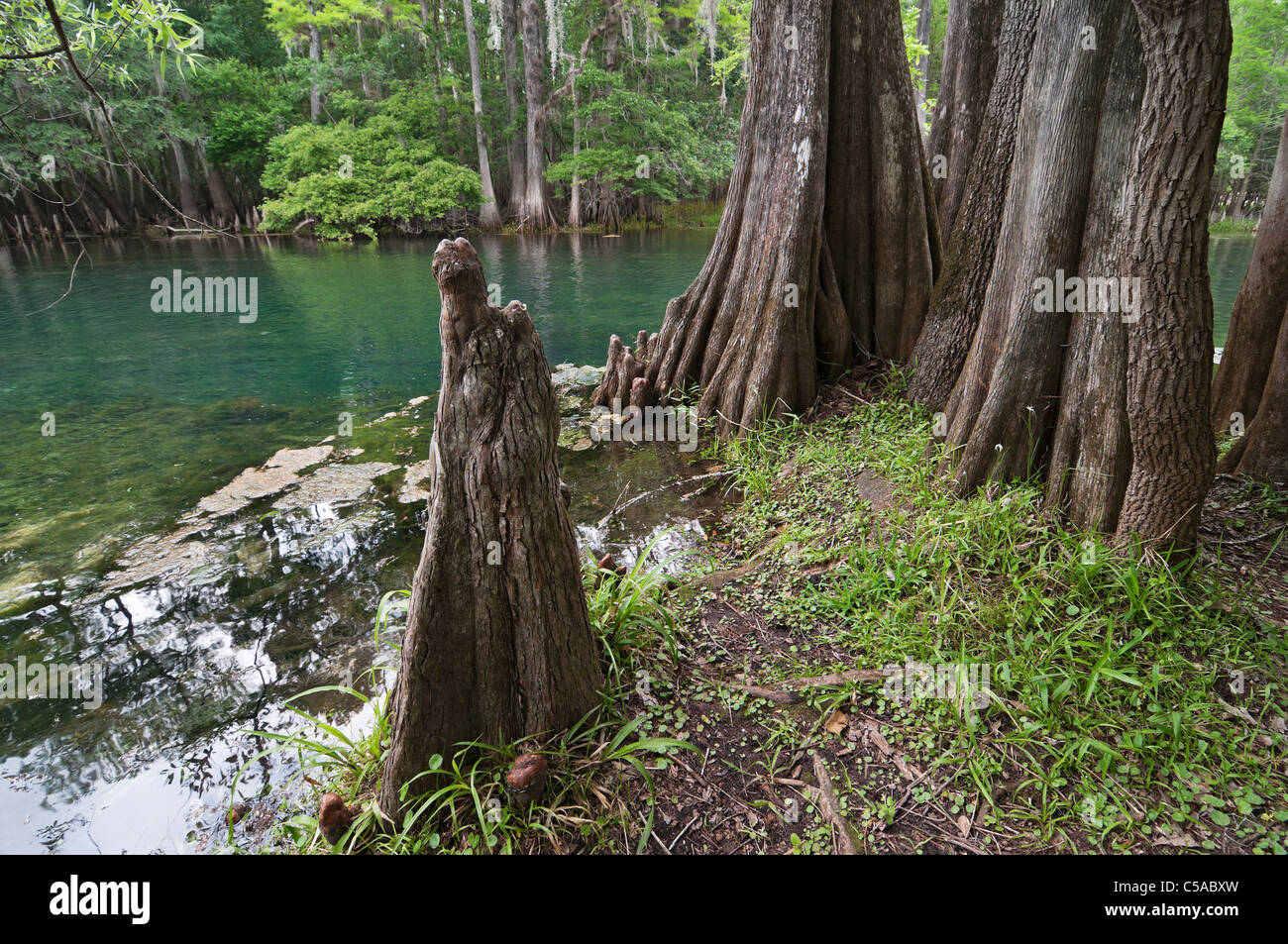 Manatee Springs State Park, Floride Banque D'Images