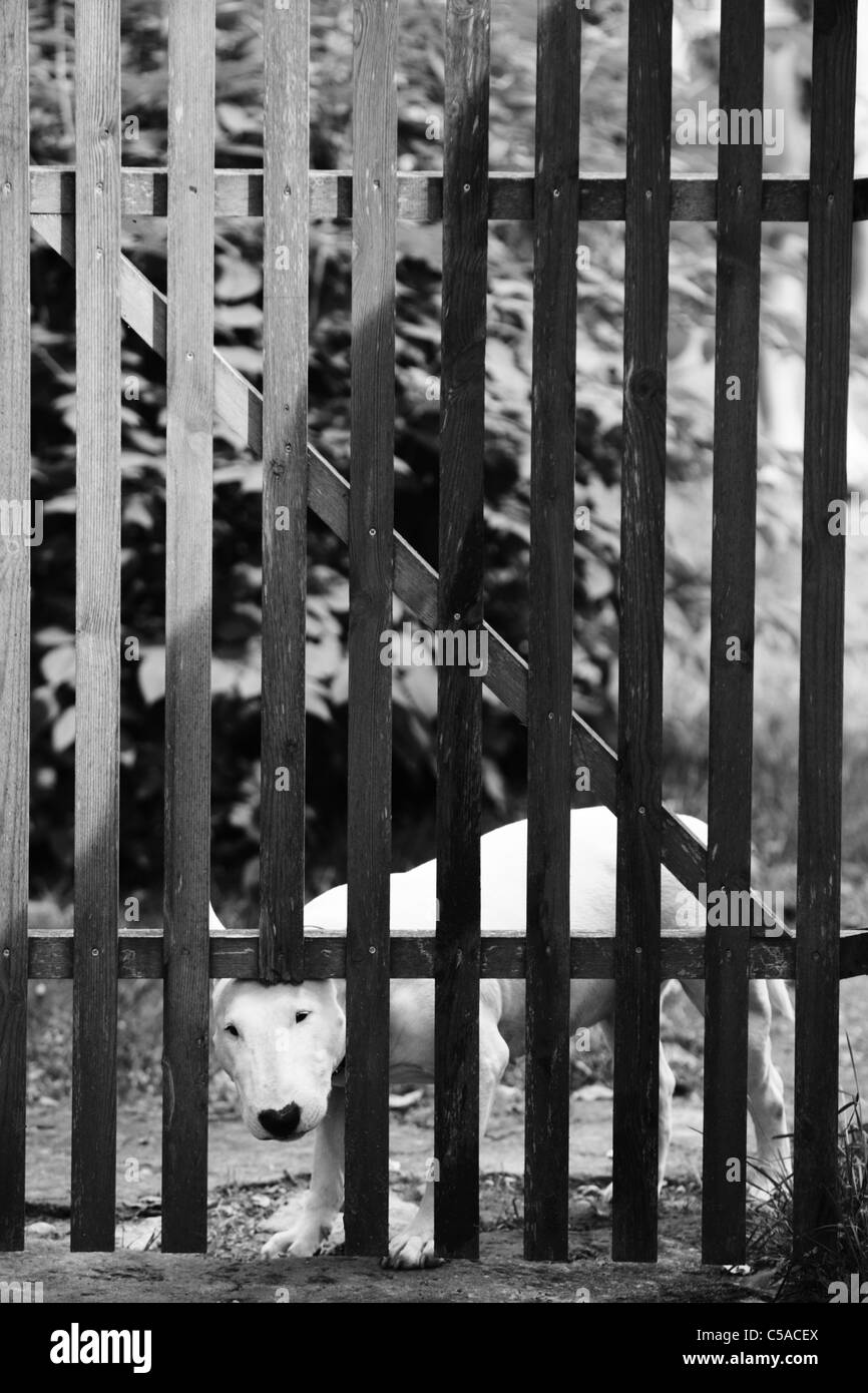 Bull Terrier (Canis lupus f. familiaris) peeking through une lacune dans une clôture en bois. Banque D'Images
