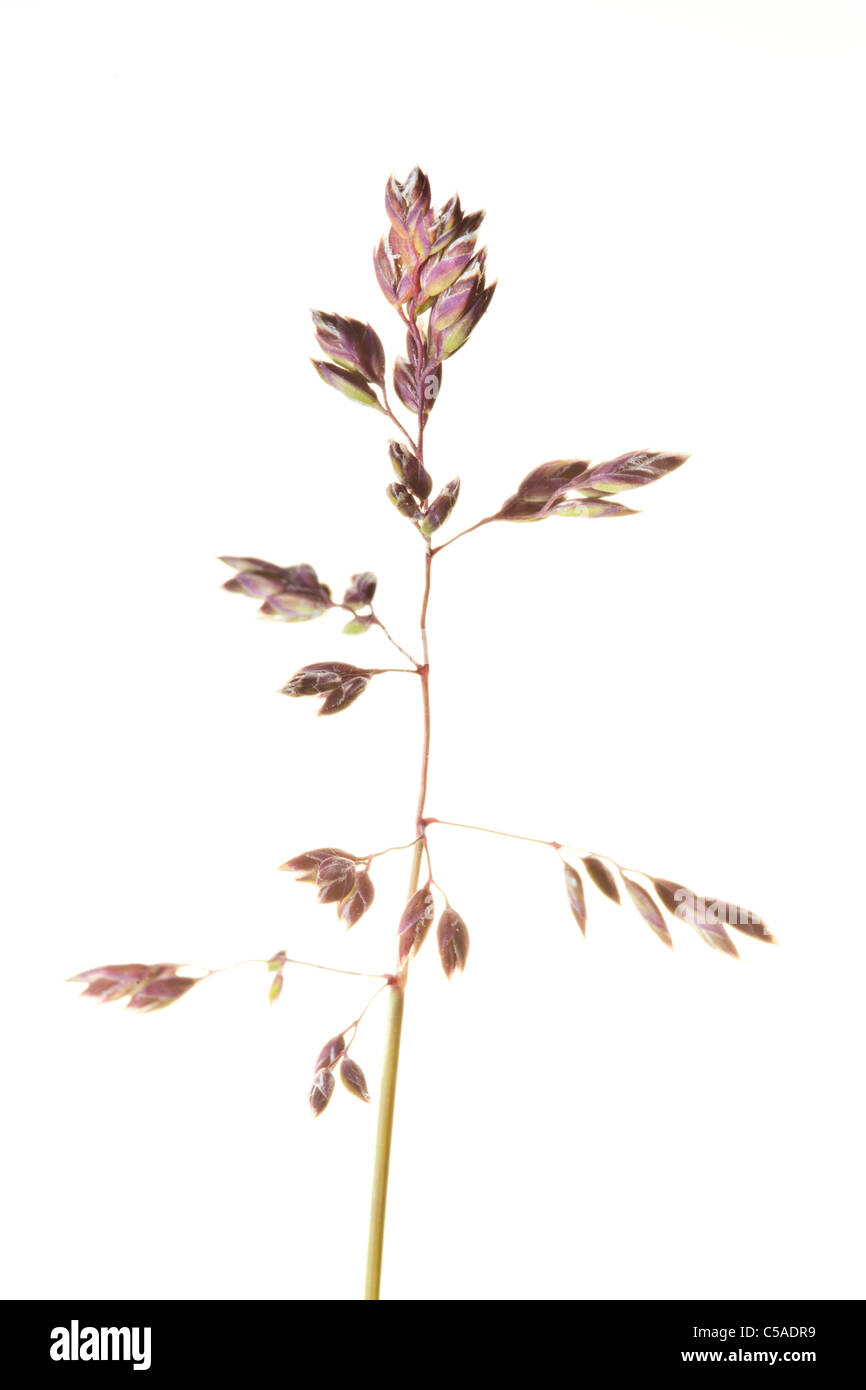 En Angleterre, Northumberland, Bamburgh. L'herbe à fleurs photographié sur un fond blanc en utilisant le champ studio. Banque D'Images