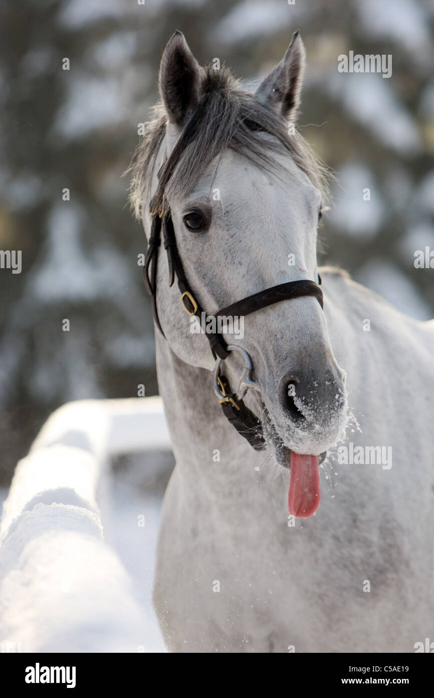 Un cheval blanc qui sort sa langue maternelle Banque D'Images