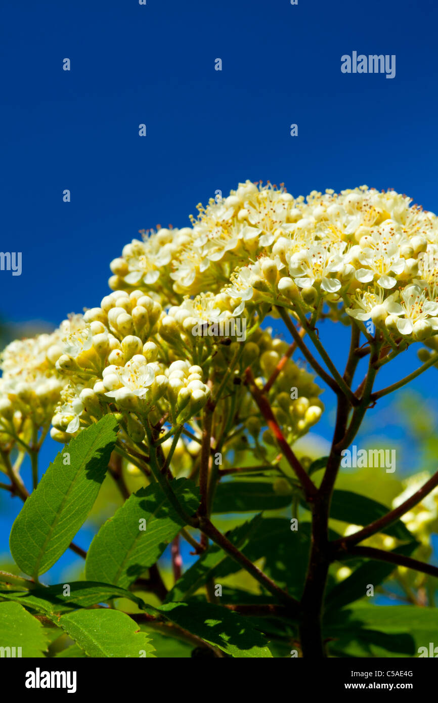 En Angleterre, Northumberland, Cramilington, fleurs sur un arbre entre les feuilles de frêne. Banque D'Images