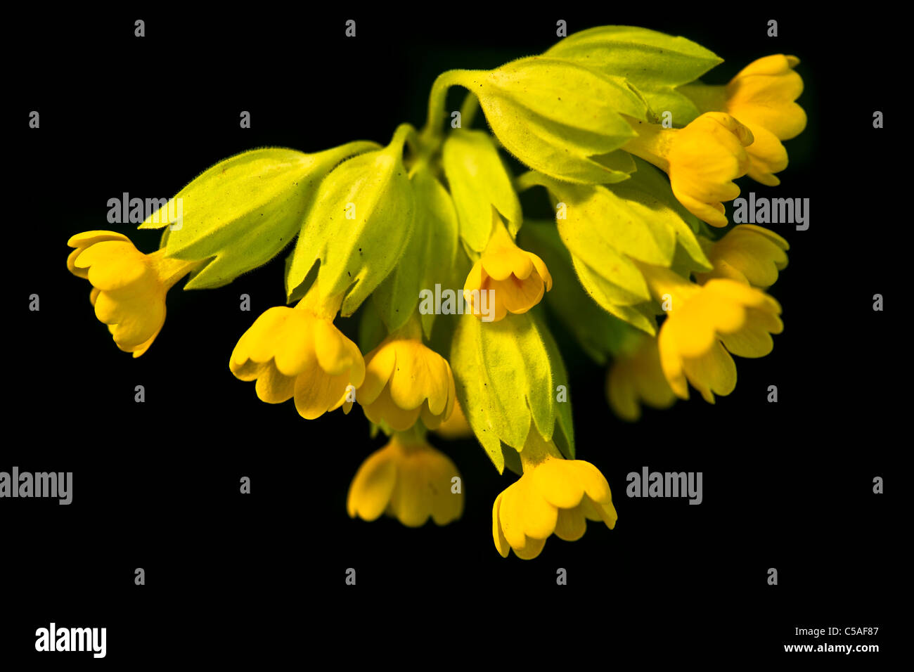 En Angleterre, Northumberland, Cramilington, tiré d'un groupe de coucou bleu Fleurs sauvages contre un arrière-plan noir. Banque D'Images