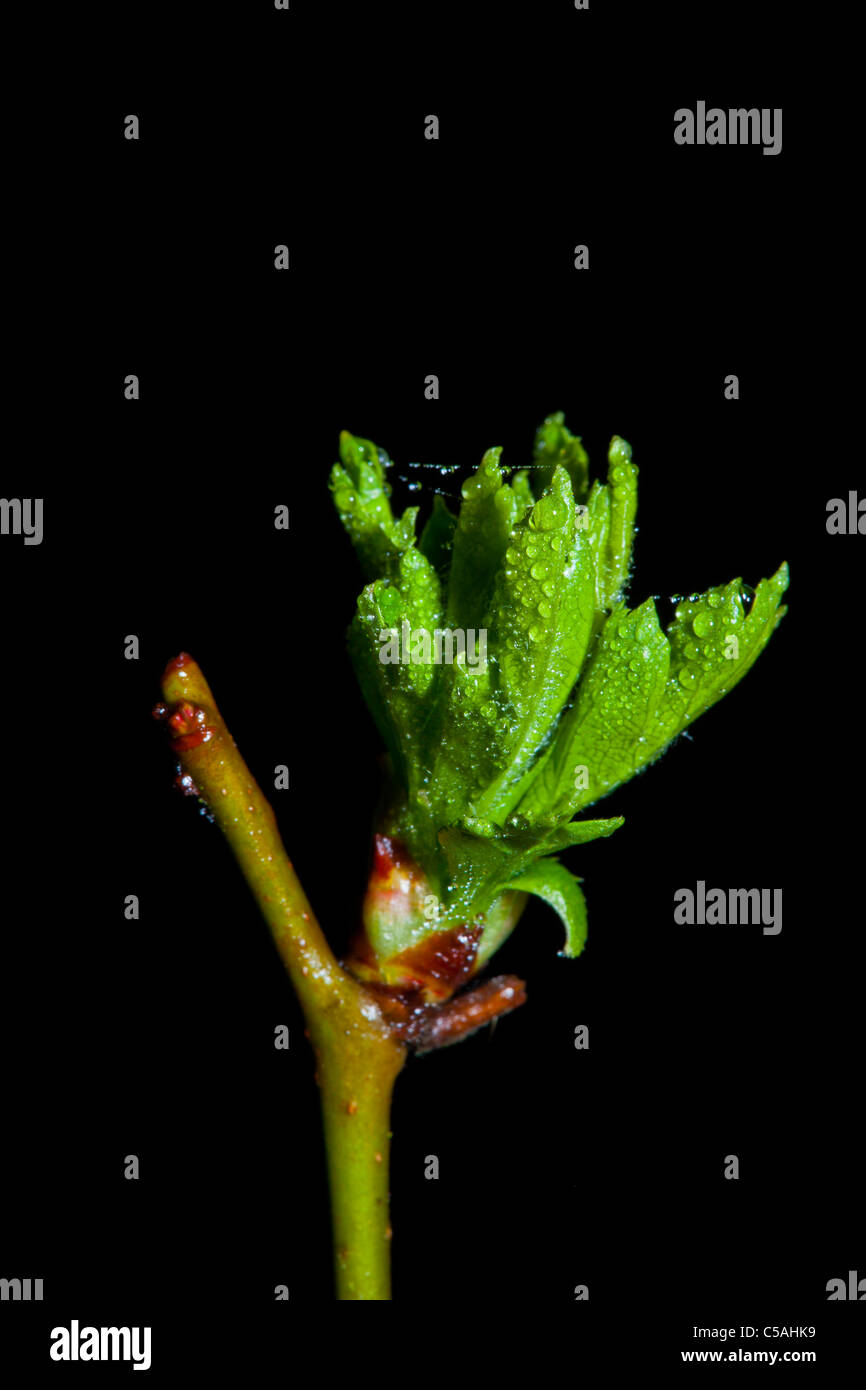 En Angleterre, Northumberland, Plessey Woods Country Park. L'analyse des gaules de printemps sur un arbre annoncent le début du printemps. Banque D'Images