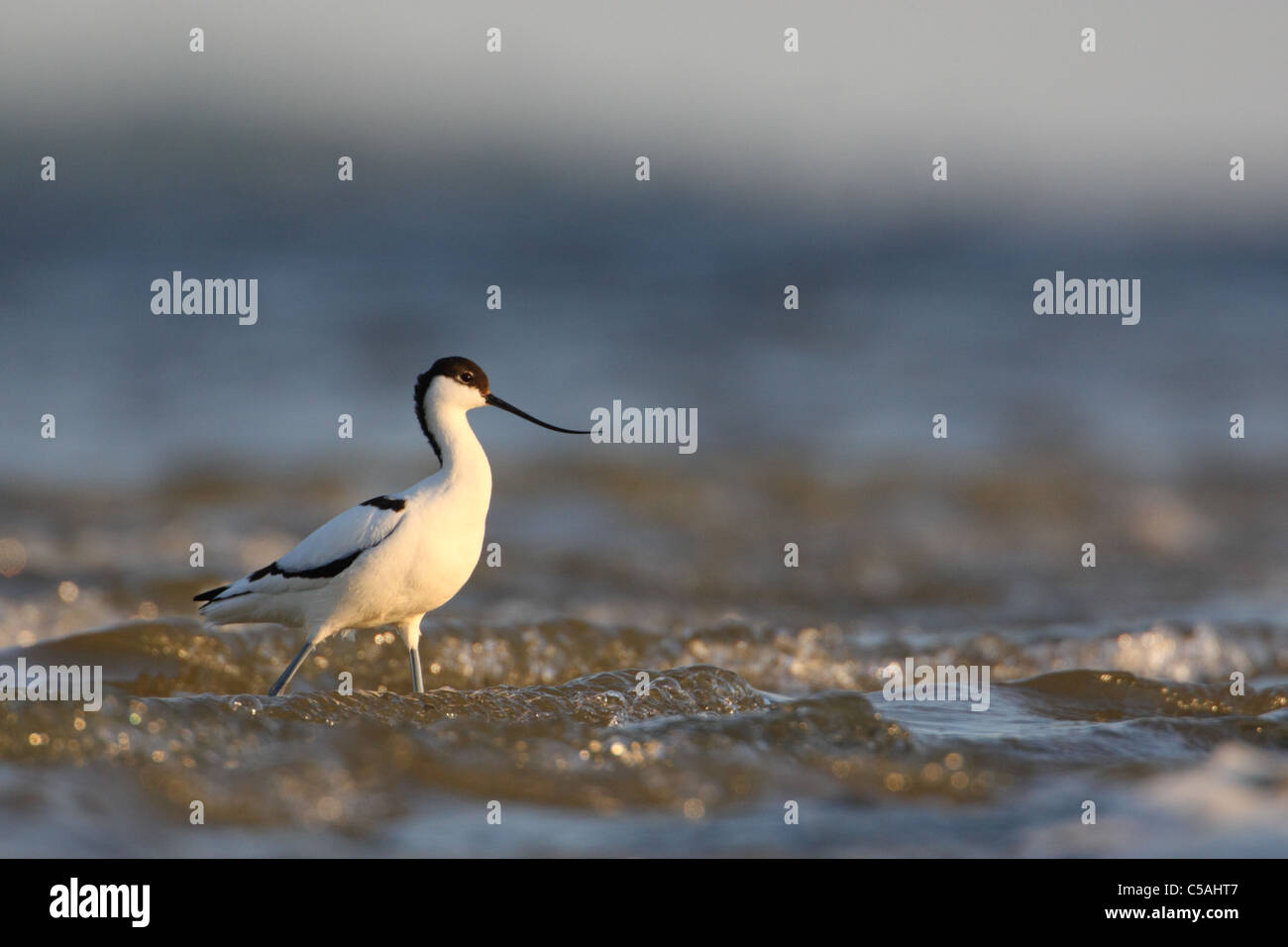 Avocette élégante (Recurvirostra avosetta). Le printemps, l'Europe Banque D'Images