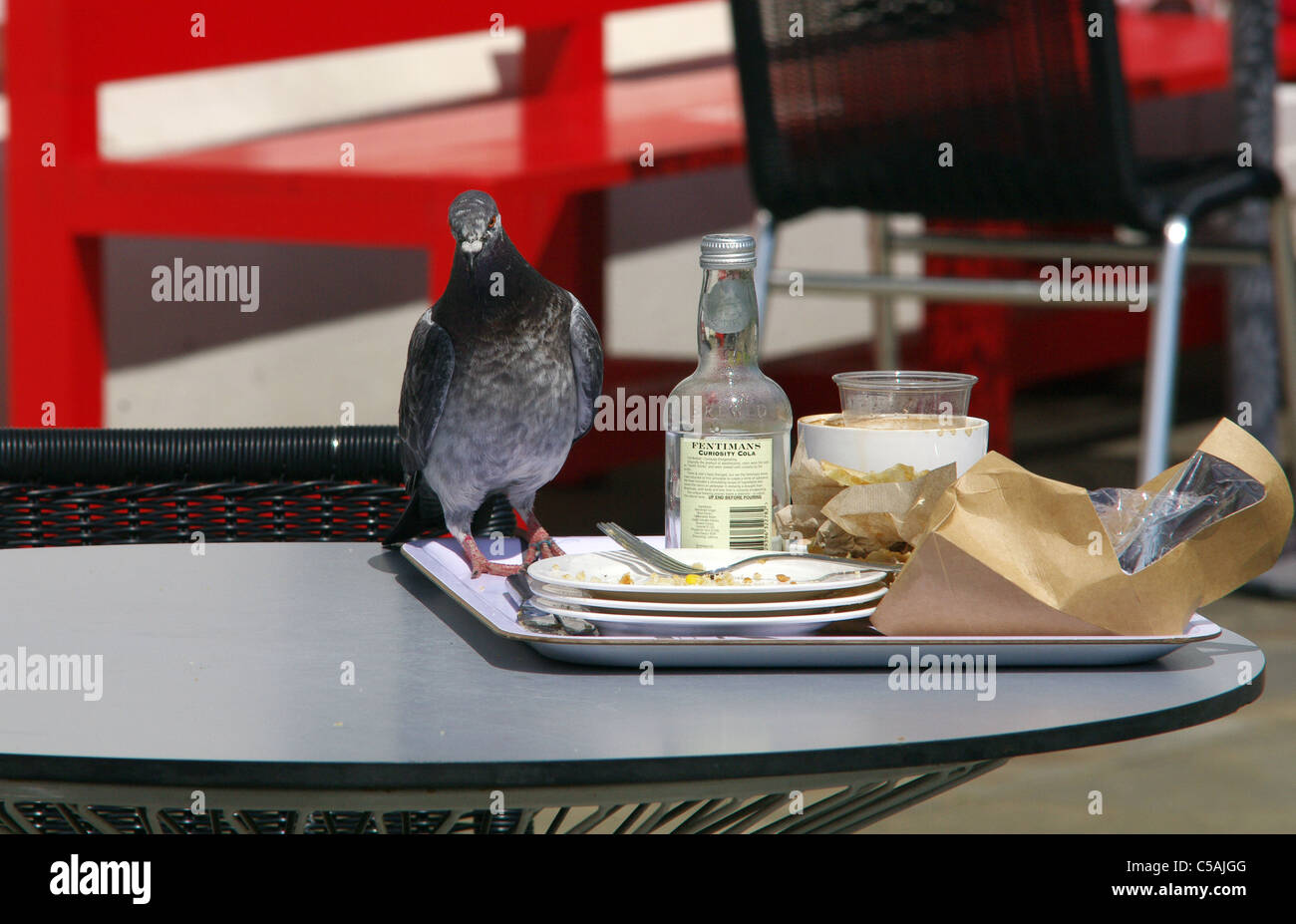 Pigeon festoyer sur les restes, Londres Banque D'Images