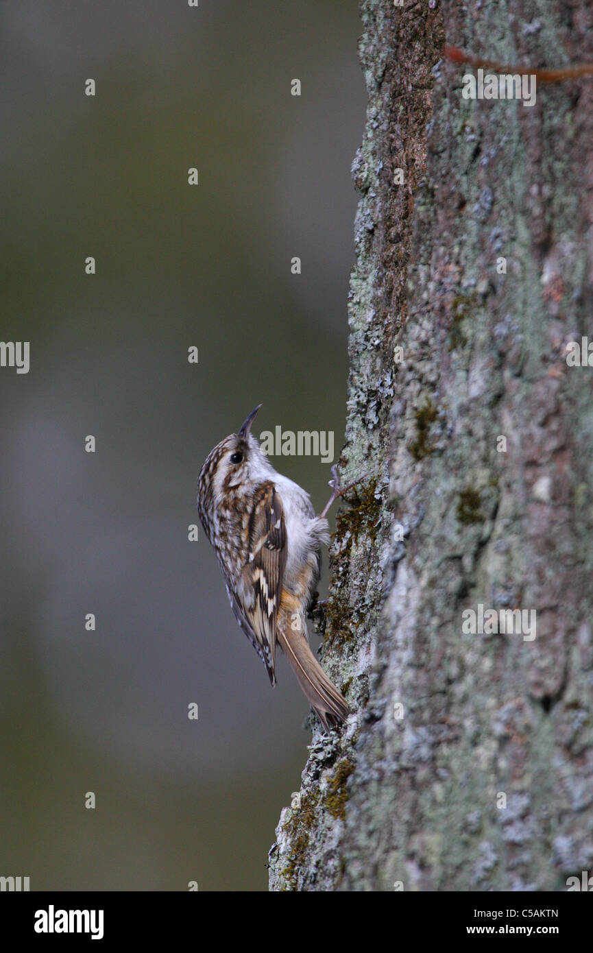 (Certhia familiaris) Bruant Banque D'Images