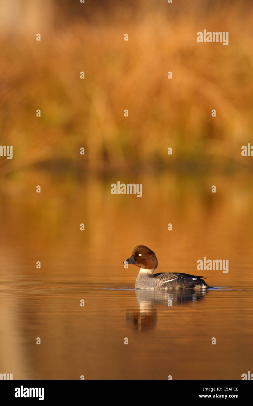 Goldeneye Bucephala clangula (femelle), l'Europe. Banque D'Images