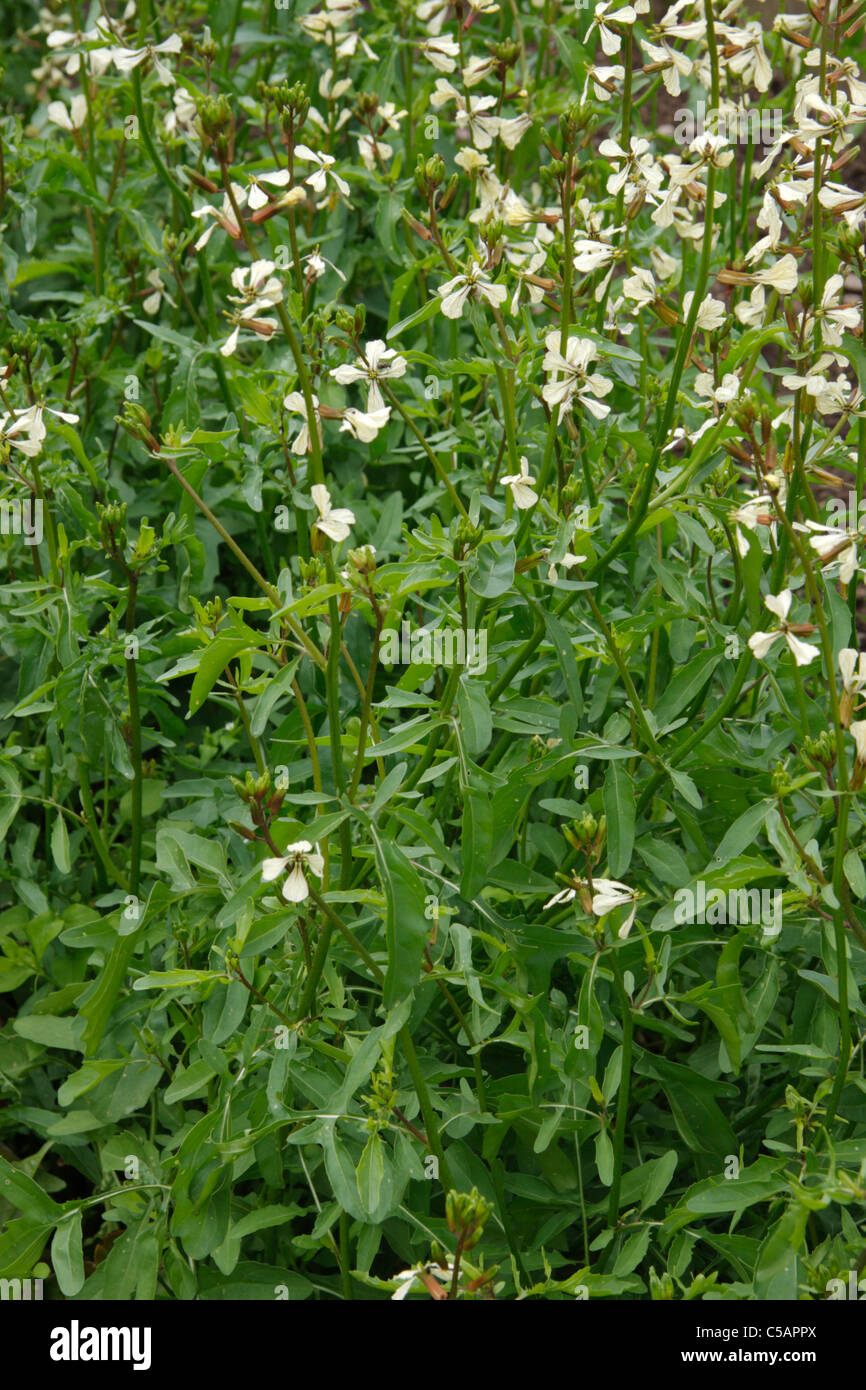 Rocket plantes présentant des fleurs cultivées Banque D'Images