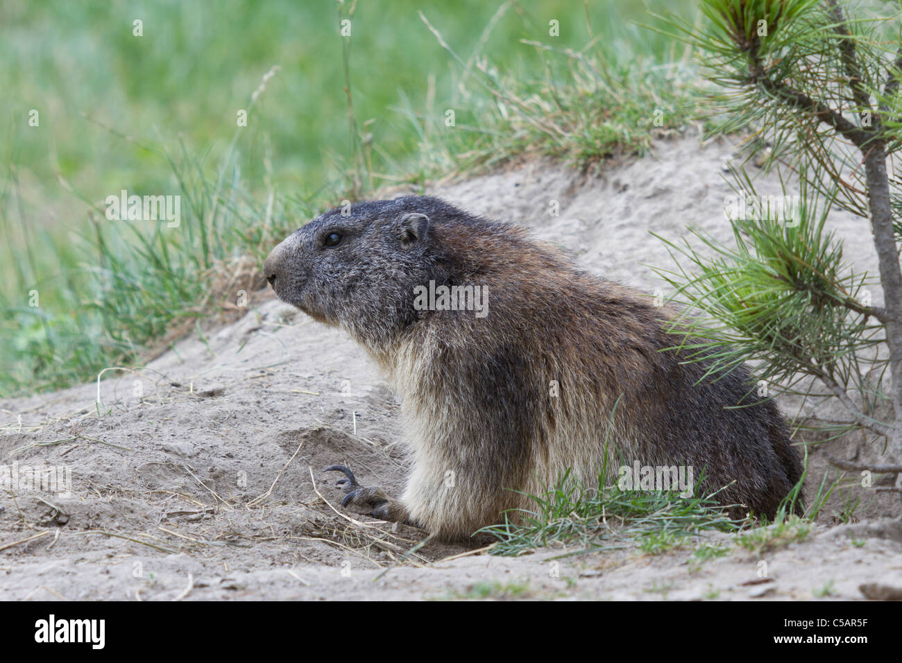 Marmot, Marmota marmota, Alpes Italiennes Banque D'Images