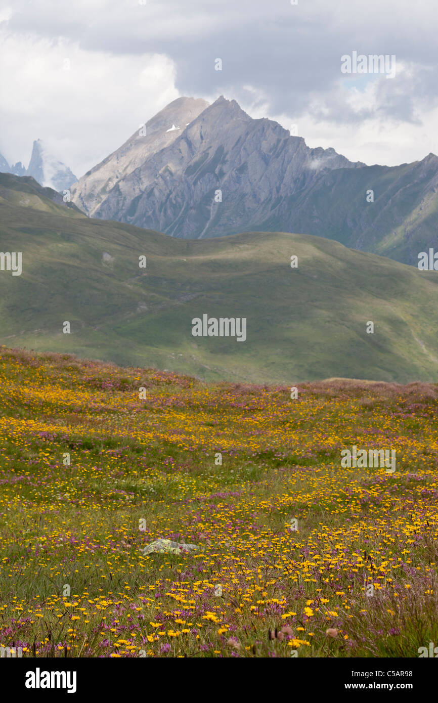 Fleurs des Alpes, principalement hawksweed et trèfle, à environ 2000 mètres dans les Alpes italiennes Banque D'Images
