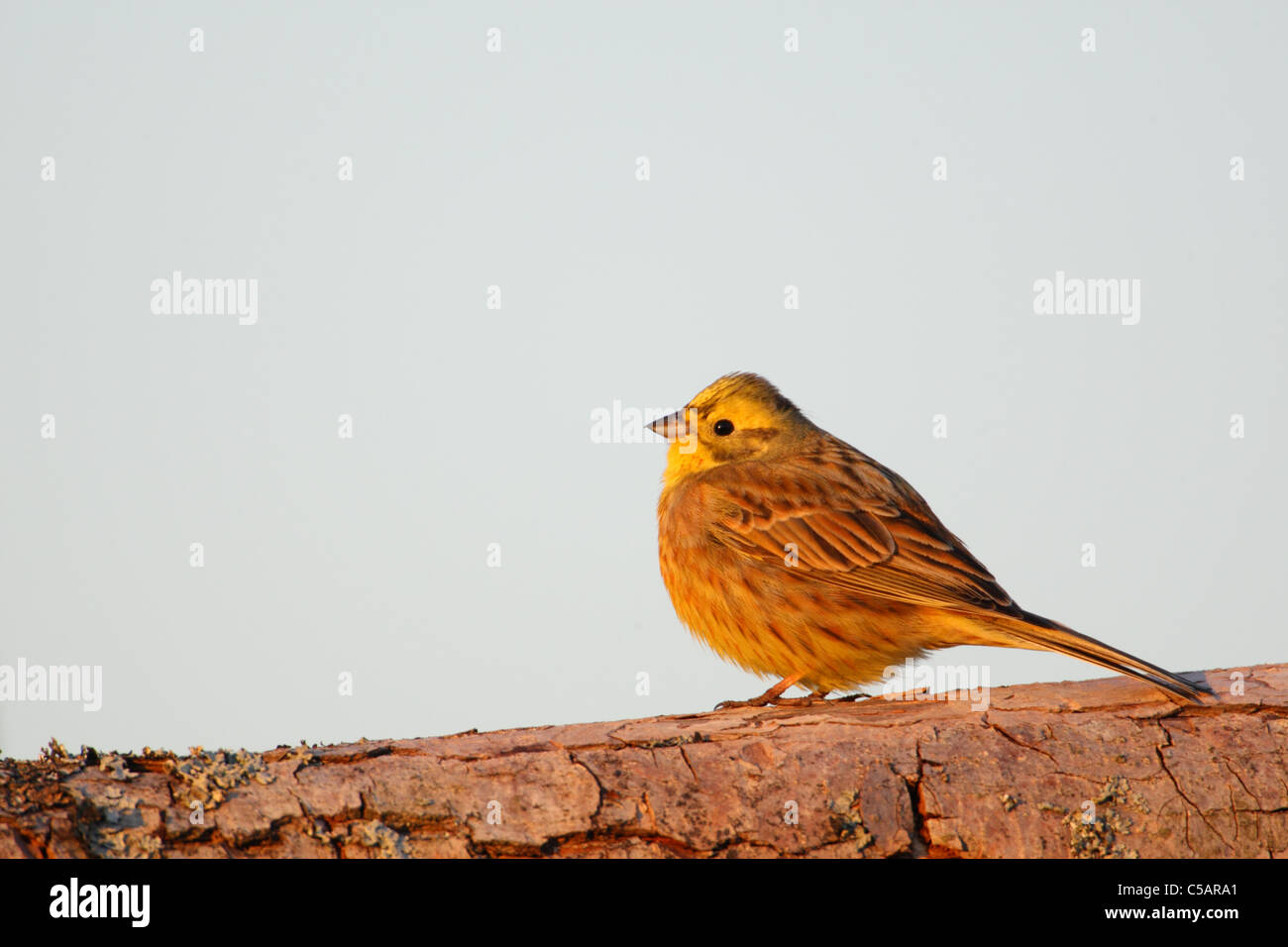 Yellowhammer (Emberiza citrinella). L'Europe Banque D'Images