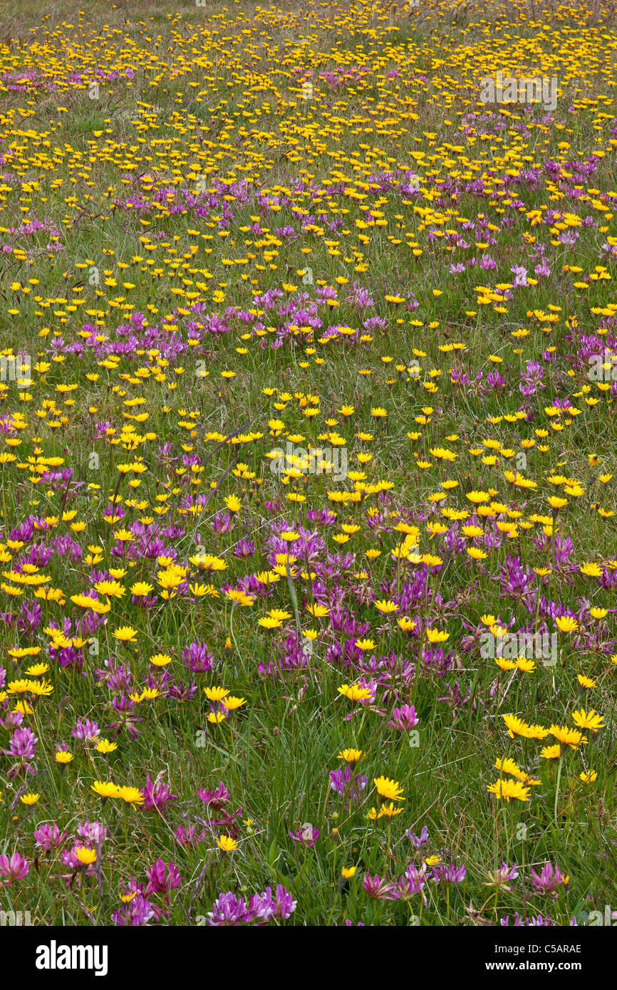 Fleurs des Alpes, principalement l'épervière et trèfle, à environ 2000 mètres dans les Alpes italiennes Banque D'Images