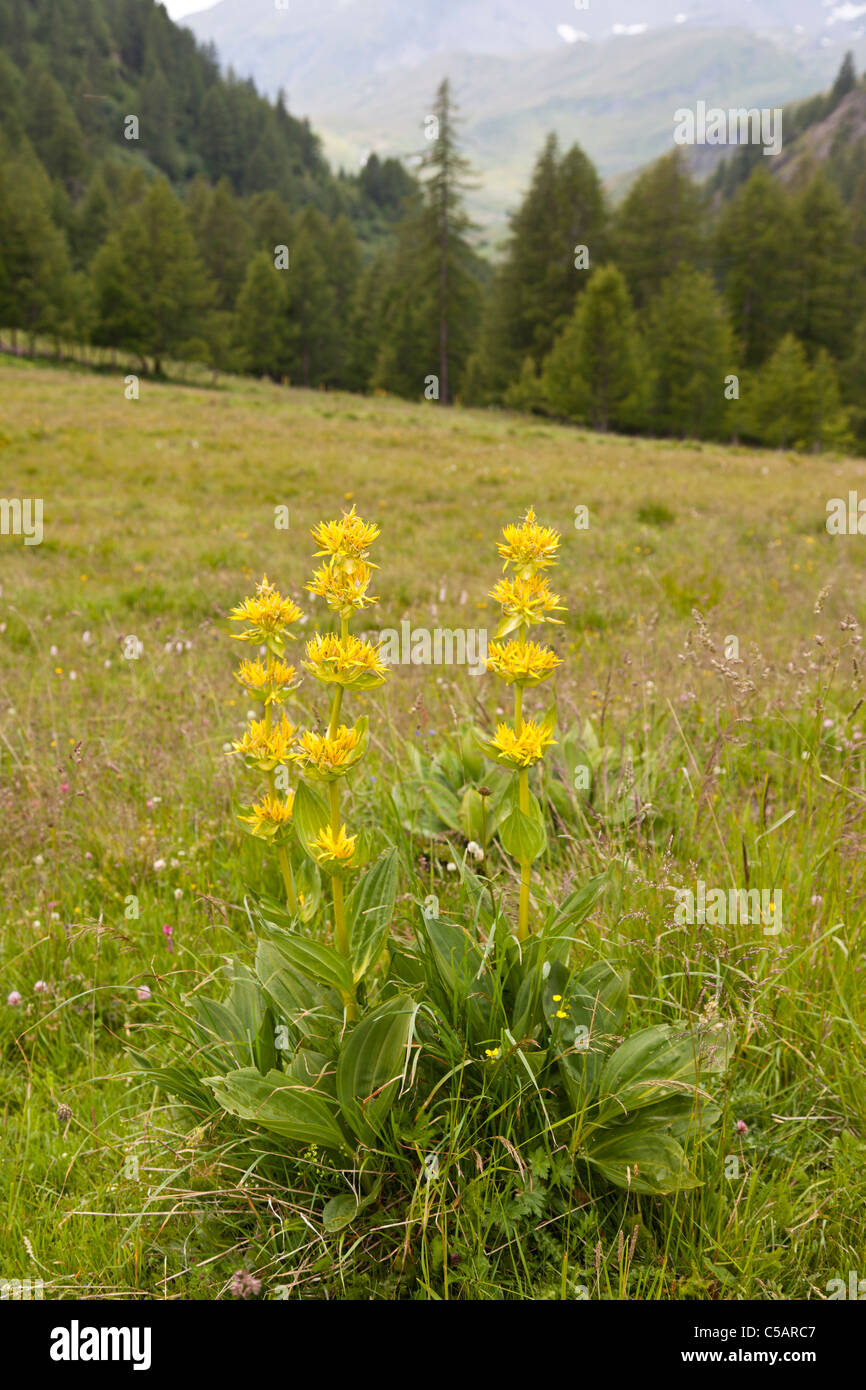 Grande Gentiane jaune, Gentiana lutea, Alpes Italiennes Banque D'Images
