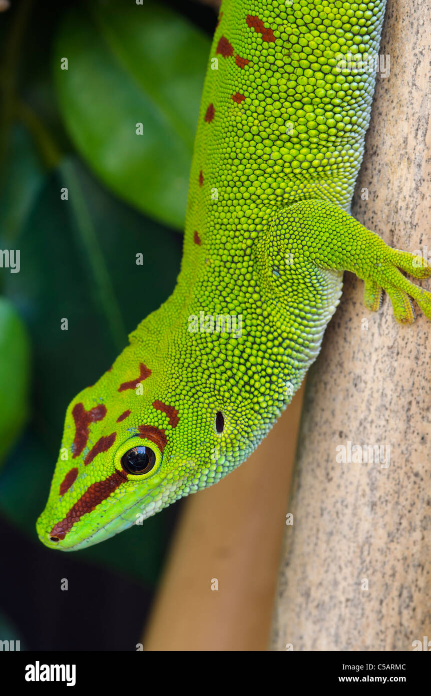 Madagascar, Giant day gecko Banque D'Images