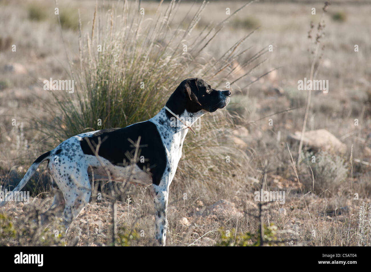 Pointeur Noir Et Blanc Chien De Chasse En Pleine Vigilance