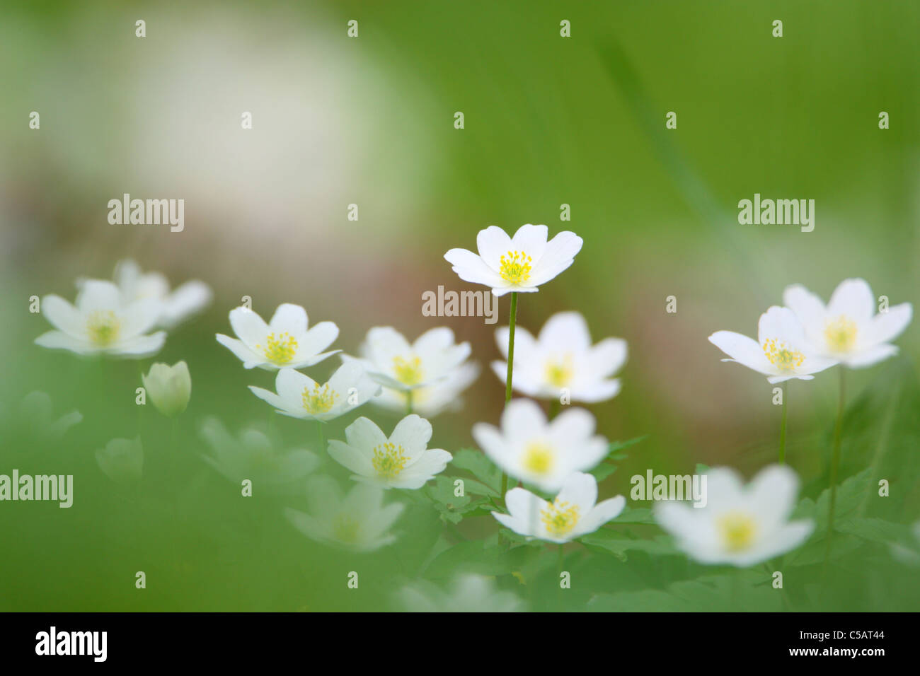 L'Anémone des bois (Anemone nemorosa) au printemps. Banque D'Images