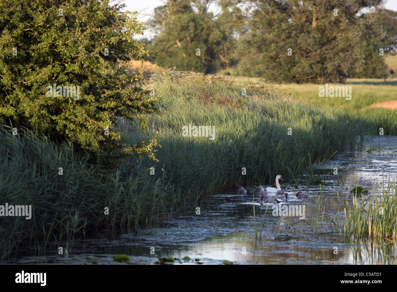 Un cygne et son cygnets tout juste visible dans un ruisseau en pleine campagne à petit Hythe, dans le Kent, en Angleterre, un soir d'été Banque D'Images