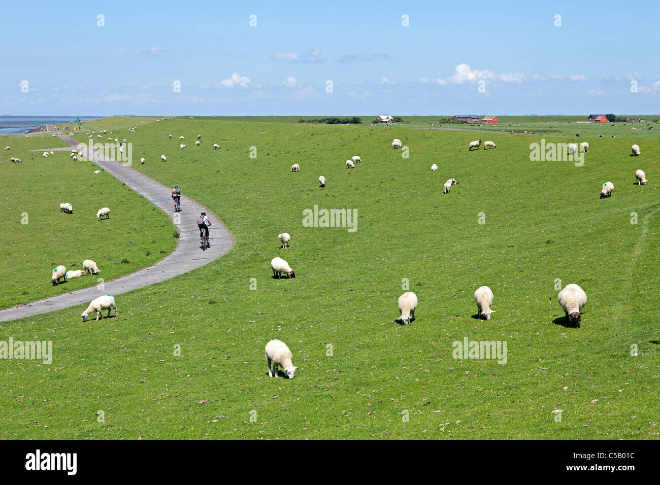 Des moutons paissant sur la digue, l'île de Pellworm, Frise du Nord, Schleswig-Holstein, Allemagne Banque D'Images