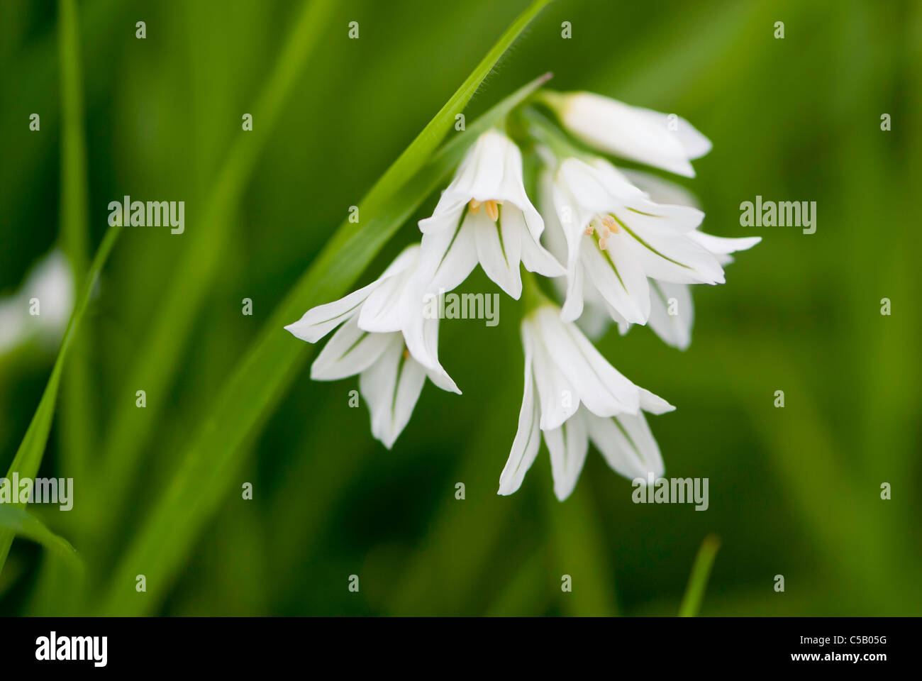 Close up of Allium triquetrum fleur. Également connu sous le nom d'Oignon puant. Banque D'Images