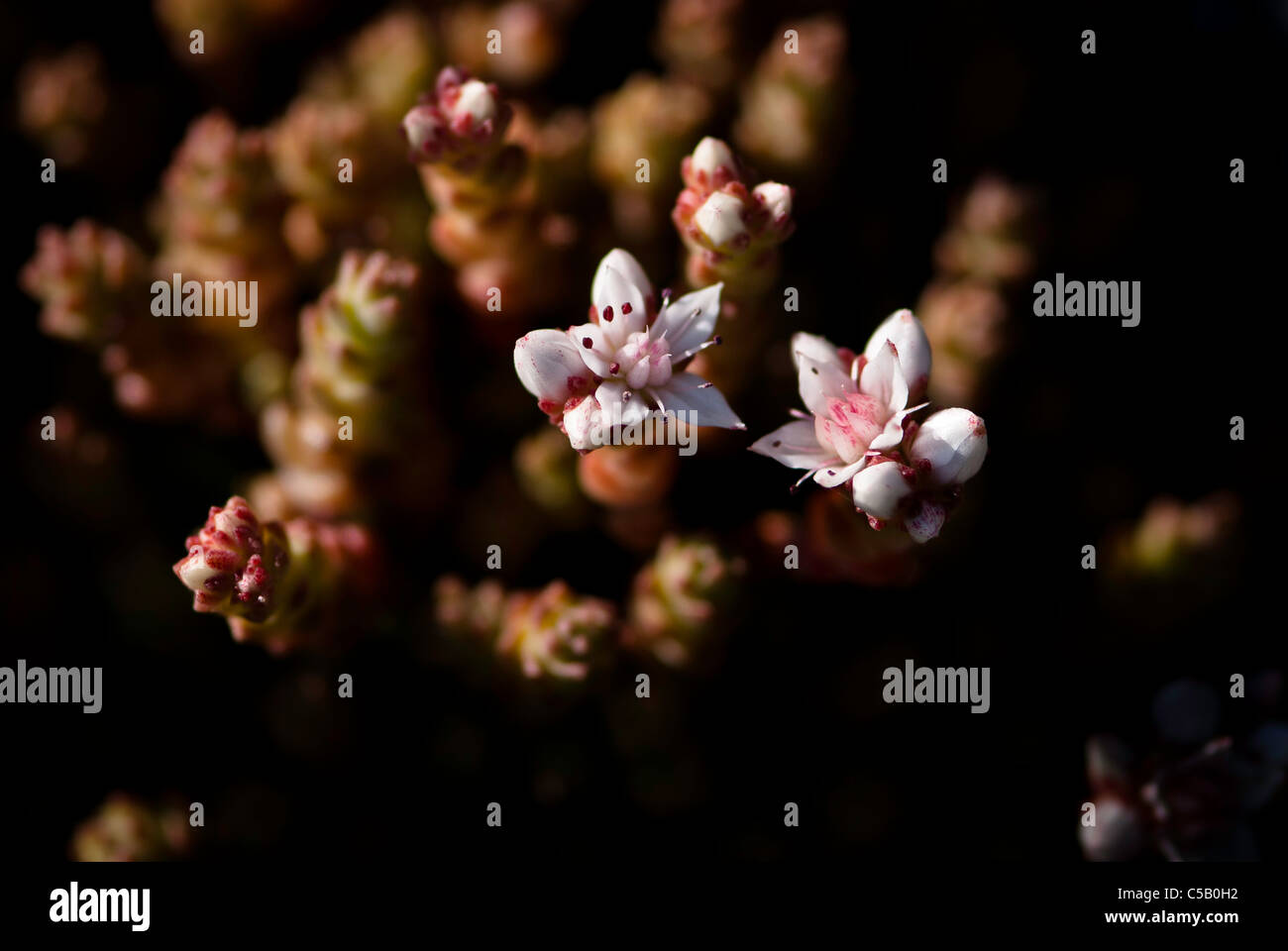 Close up de Sedum anglicum fleurs. Également connu sous le nom de English Stonecrop. Banque D'Images