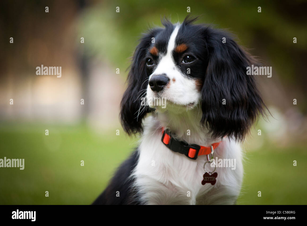 Cavalier King Charles Spaniel Banque D'Images