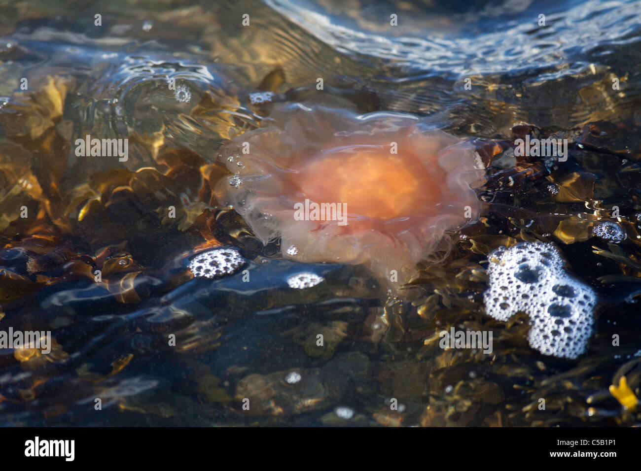 Close-up des Cnidaires sur la surface de l'eau Banque D'Images