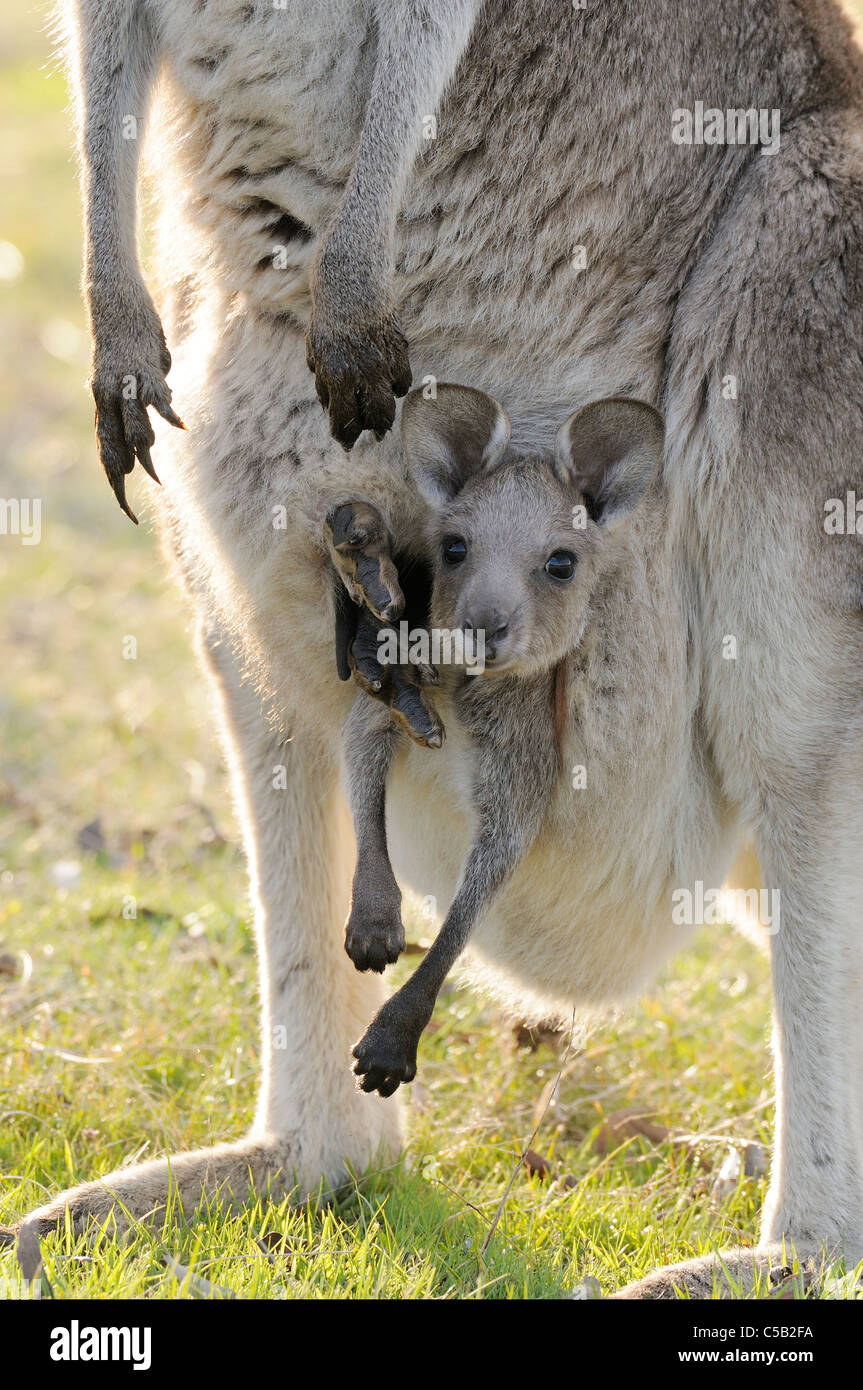 Macropus giganteus kangourou gris de l'Est Joey dans pouch photographié dans ACT, Australie Banque D'Images Macropus giganteus kangourou gris de l'Est Joey dans pouch photographié dans ACT, Australie Banque D'Images