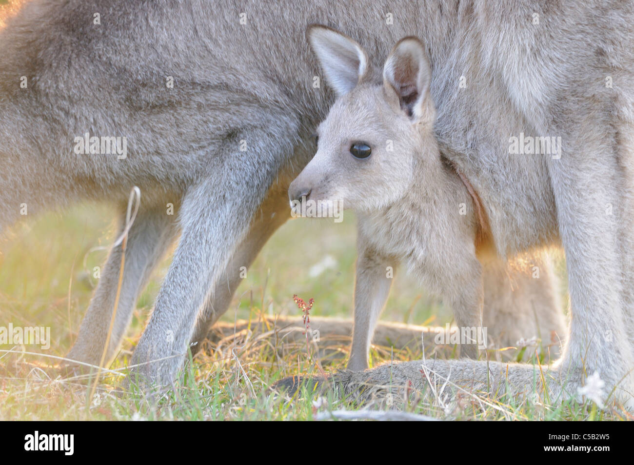 Macropus giganteus kangourou gris de l'Est Joey dans pouch photographié dans ACT, Australie Banque D'Images Macropus giganteus kangourou gris de l'Est Joey dans pouch photographié dans ACT, Australie Banque D'Images