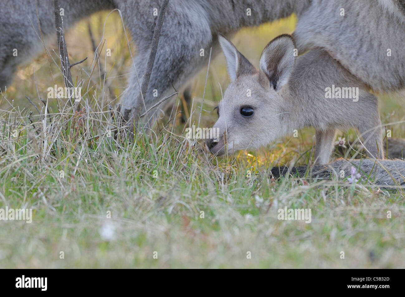 Macropus giganteus kangourou gris de l'Est Joey dans pouch photographié dans ACT, Australie Banque D'Images Macropus giganteus kangourou gris de l'Est Joey dans pouch photographié dans ACT, Australie Banque D'Images