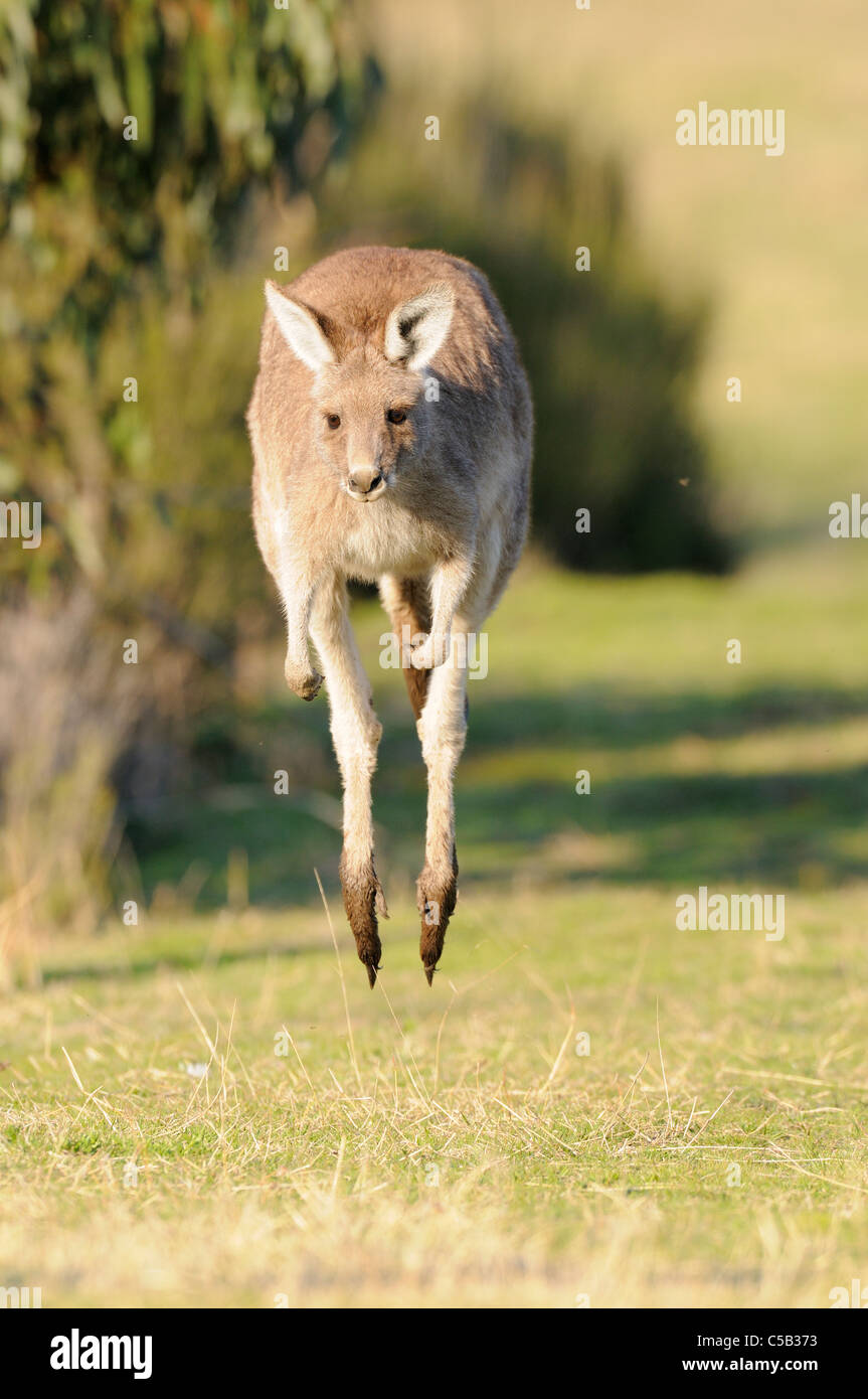 Macropus giganteus kangourou gris de l'communes photographié dans ACT, Australie Banque D'Images Macropus giganteus kangourou gris de l'communes photographié dans ACT, Australie Banque D'Images