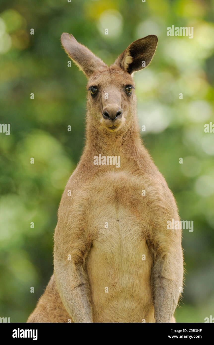 Macropus giganteus kangourou gris de l'homme Photographié en ACT, Australie Banque D'Images Macropus giganteus kangourou gris de l'homme Photographié en ACT, Australie Banque D'Images