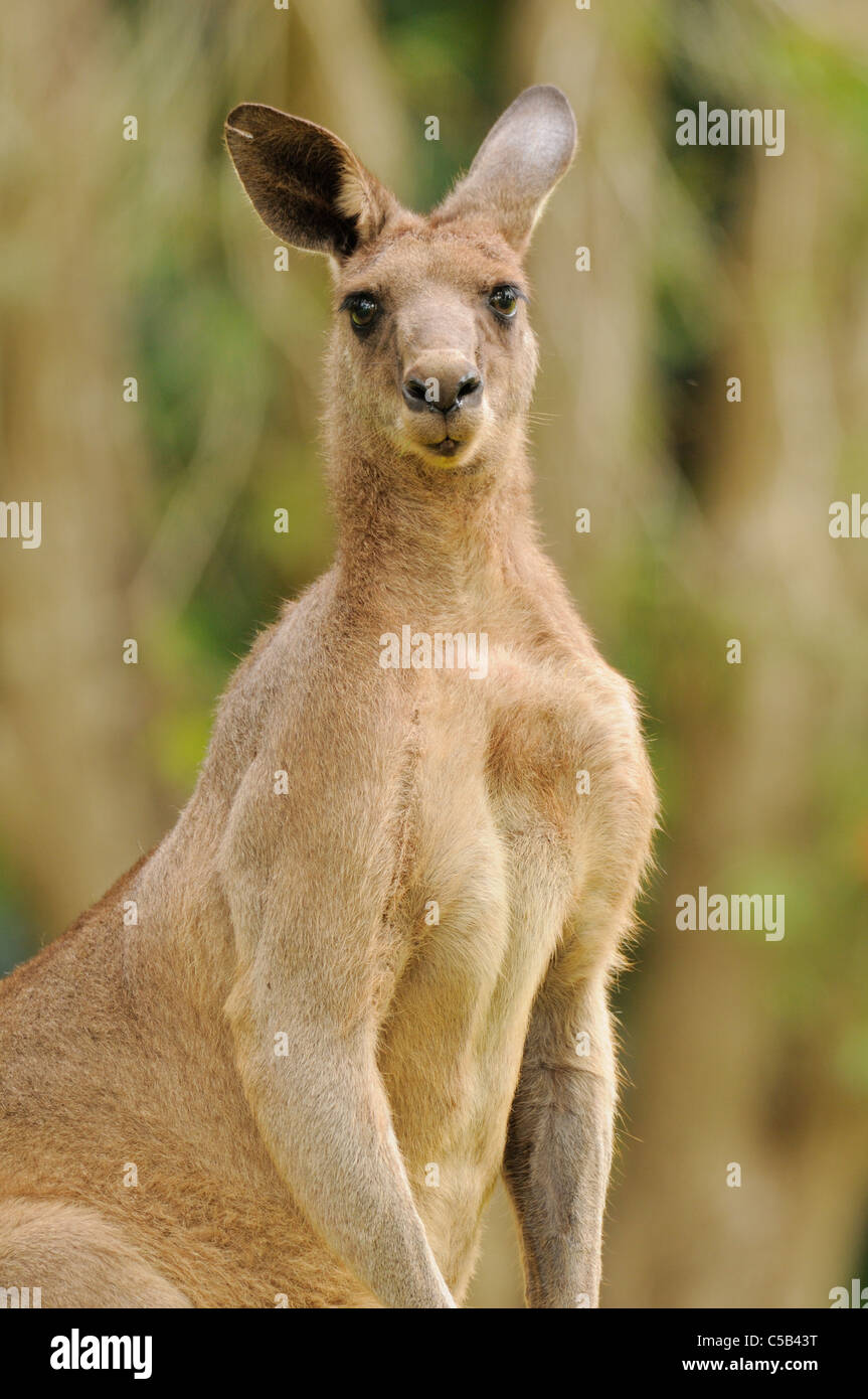 Macropus giganteus kangourou gris de l'homme Photographié en ACT, Australie Banque D'Images Macropus giganteus kangourou gris de l'homme Photographié en ACT, Australie Banque D'Images