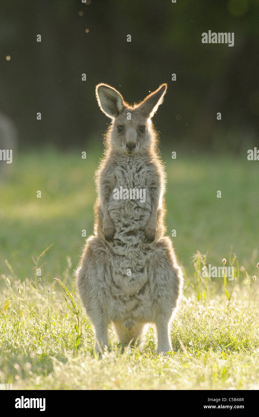 Macropus giganteus kangourou gris de l'est photographiée en juvéniles ACT, Australie Banque D'Images Macropus giganteus kangourou gris de l'est photographiée en juvéniles ACT, Australie Banque D'Images