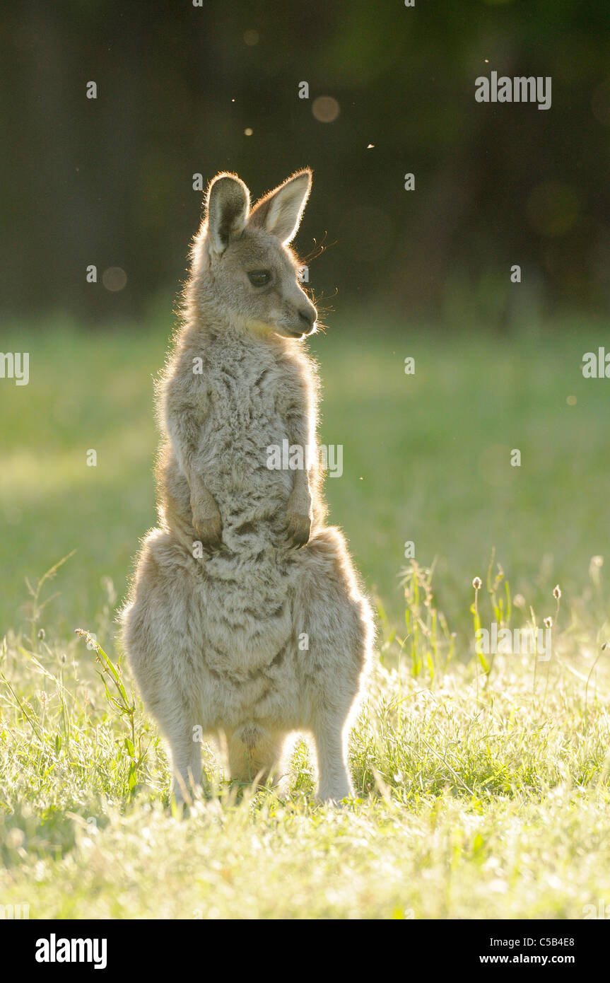 Macropus giganteus kangourou gris de l'est photographiée en juvéniles ACT, Australie Banque D'Images Macropus giganteus kangourou gris de l'est photographiée en juvéniles ACT, Australie Banque D'Images