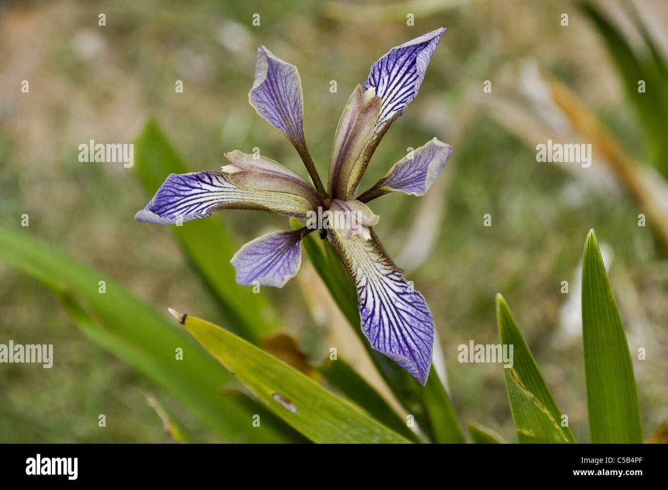 Puante Iris Banque D'Images