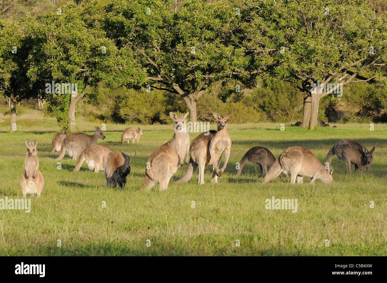 Macropus giganteus kangourou gris de l'est photographiée en pâturage Mob ACT, Australie Banque D'Images Macropus giganteus kangourou gris de l'est photographiée en pâturage Mob ACT, Australie Banque D'Images
