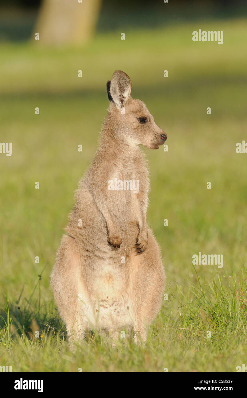 Macropus giganteus kangourou gris de l'est photographiée en juvéniles ACT, Australie Banque D'Images Macropus giganteus kangourou gris de l'est photographiée en juvéniles ACT, Australie Banque D'Images