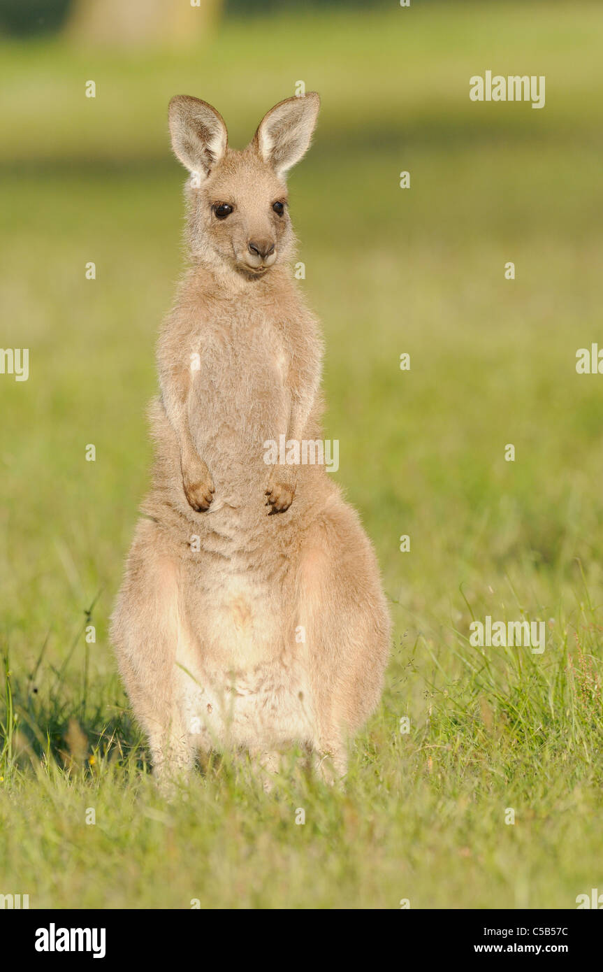 Macropus giganteus kangourou gris de l'est photographiée en juvéniles ACT, Australie Banque D'Images Macropus giganteus kangourou gris de l'est photographiée en juvéniles ACT, Australie Banque D'Images