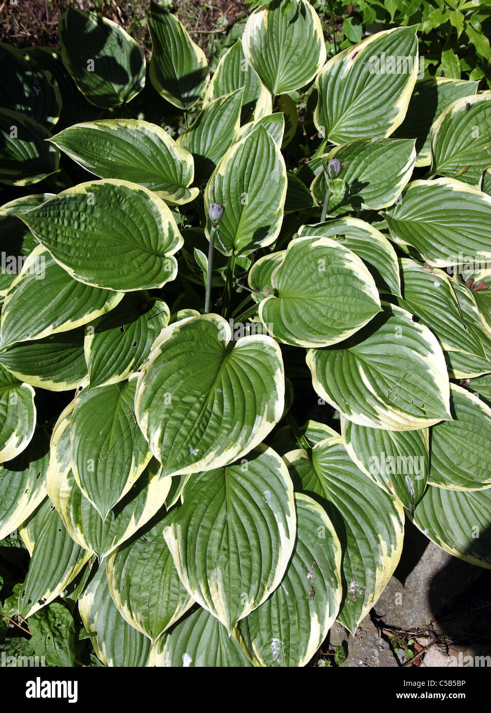 Hosta large bord, vivaces d'ombre Banque D'Images